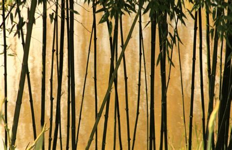 竹風水